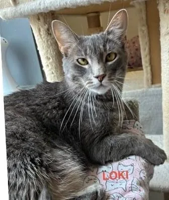 An adult medium-sized male Gray / Blue / Silver Domestic Short Hair cat named Loki for adoption in Wayne, NJ