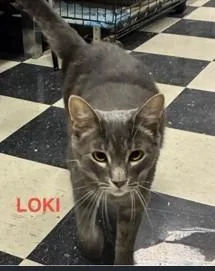 Loki thumbnail 3