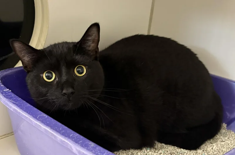 A young large-sized male Black Domestic Short Hair cat named Bear for adoption in Mansfield, CT