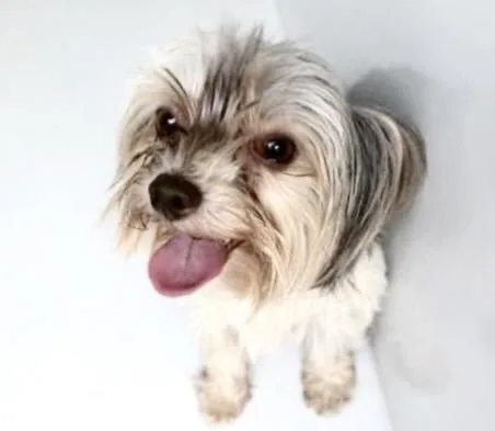 An adult small-sized female Lhasa Apso dog named A for adoption in Houston, TX