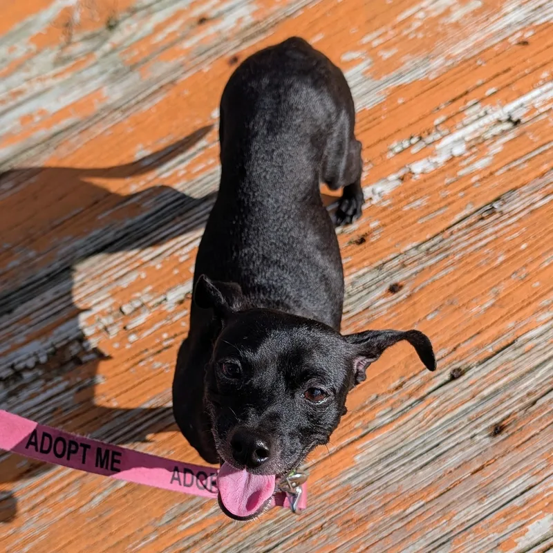 An adult small-sized female Black Chihuahua dog named Bridgette for adoption in Baldwin, MD