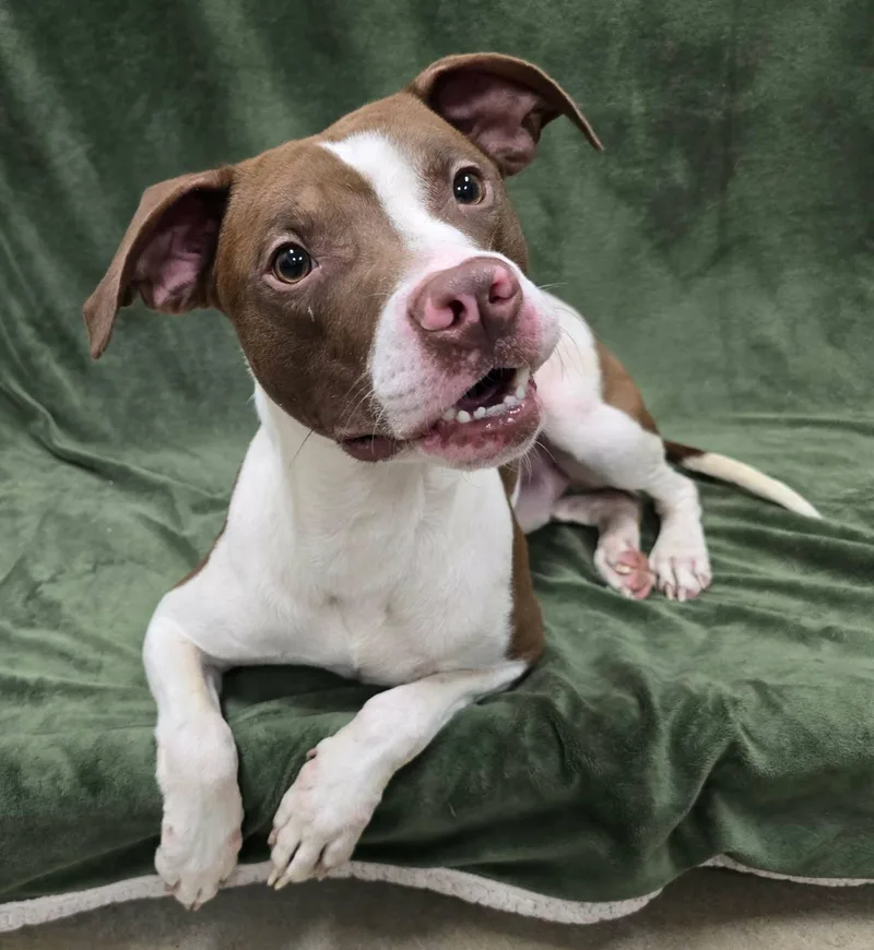An adult medium-sized male Mixed Breed dog named Terry for adoption in Frankfort, IN