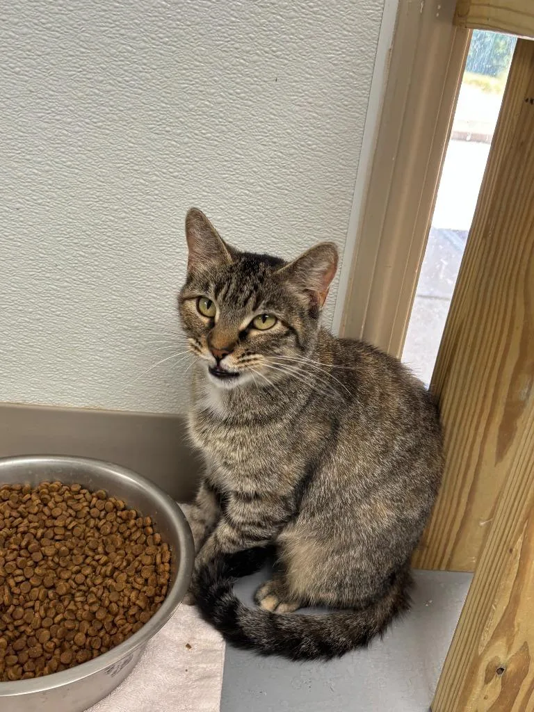 An adult medium-sized female Domestic Short Hair cat named Shayla for adoption in Batesville, AR