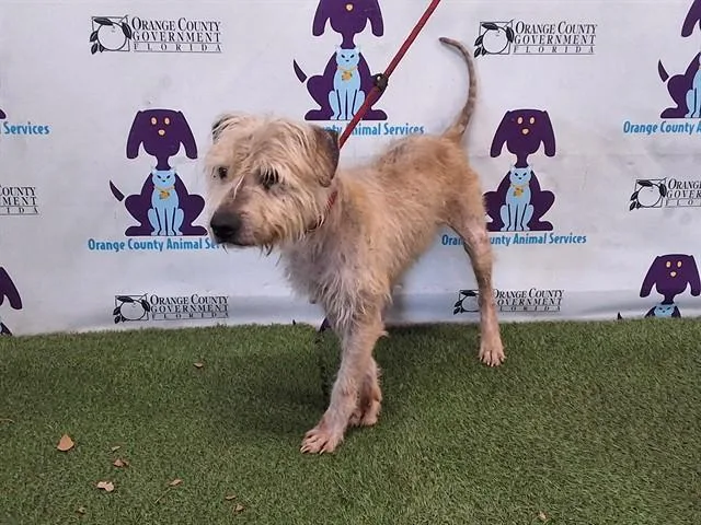 An adult medium-sized male Wheaten Terrier dog named Frank for adoption in Orlando, FL
