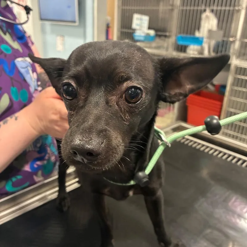 A young small-sized male Black Chihuahua dog named Venom for adoption in Northbrook, IL