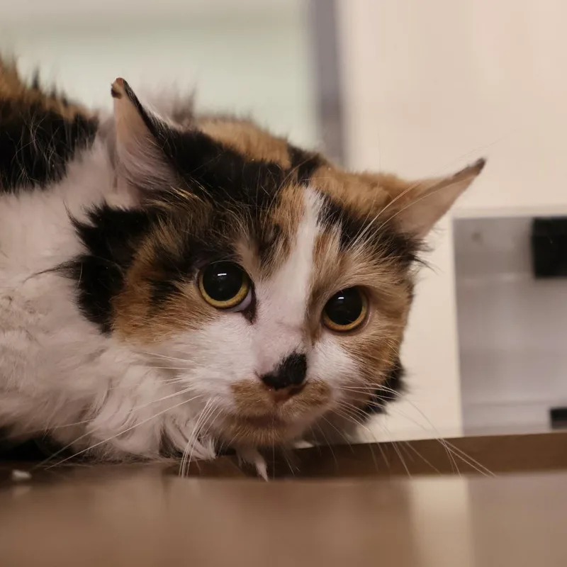 A young medium-sized female Calico Domestic Long Hair cat named Freya for adoption in Briarcliff Manor, NY