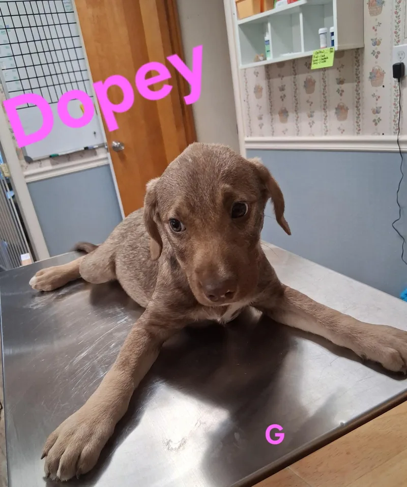 A baby small-sized female Labrador Retriever dog named Dopey for adoption in Lynchburg, TN