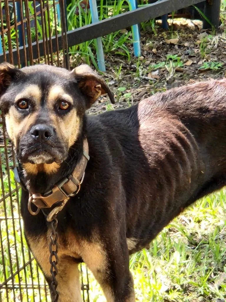 An adult large-sized female Terrier dog named Angel for adoption in St. Augustine, FL