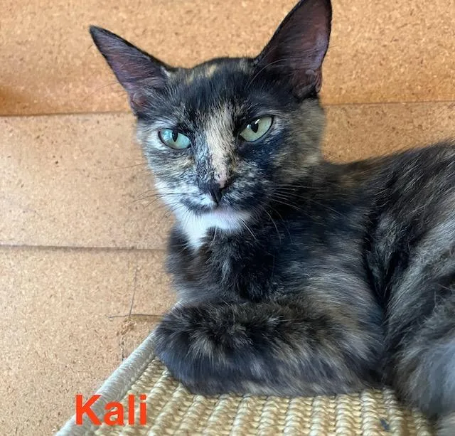 A young medium-sized female Domestic Short Hair cat named Kali for adoption in Zimmerman, MN