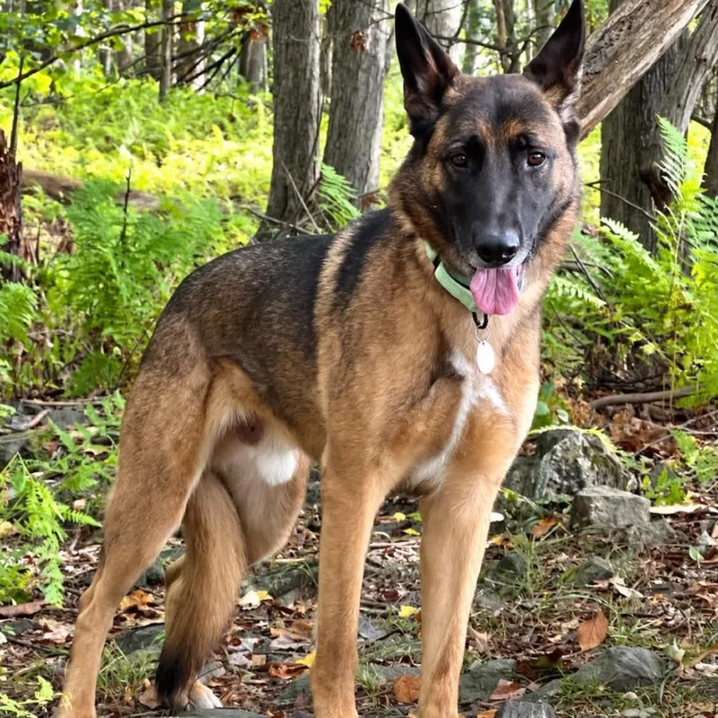 An adult large-sized male Sable German Shepherd Dog dog named Louie for adoption in New Ringgold, PA