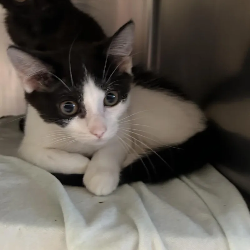 A baby small-sized female White Domestic Medium Hair cat named Melody for adoption in Bristol, IN