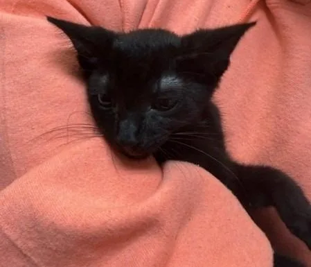 A baby medium-sized male Domestic Short Hair cat named Minno for adoption in Rome, GA