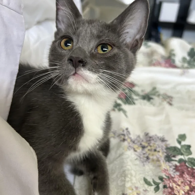 Jackie Grey P thumbnail 3