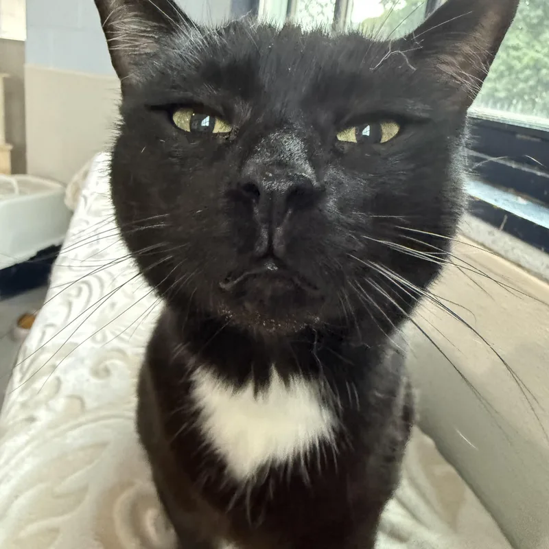 A young medium-sized female Black & White / Tuxedo Domestic Short Hair cat named Roga for adoption in Yonkers, NY