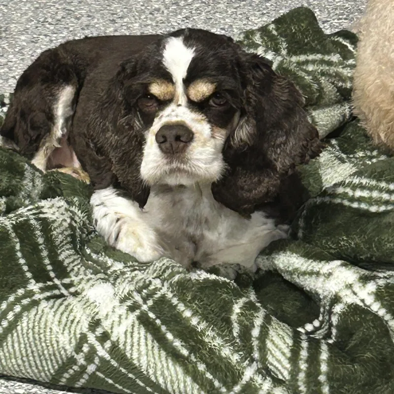 An adult small-sized female Brown / Chocolate Cocker Spaniel dog named Lbs Petite Cutie Pie for adoption in Antwerp, OH