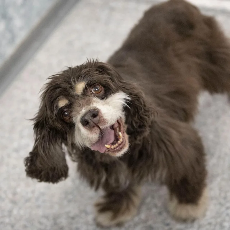 A senior small-sized female Brown / Chocolate Cocker Spaniel dog named Marjorie for adoption in Peyton, CO
