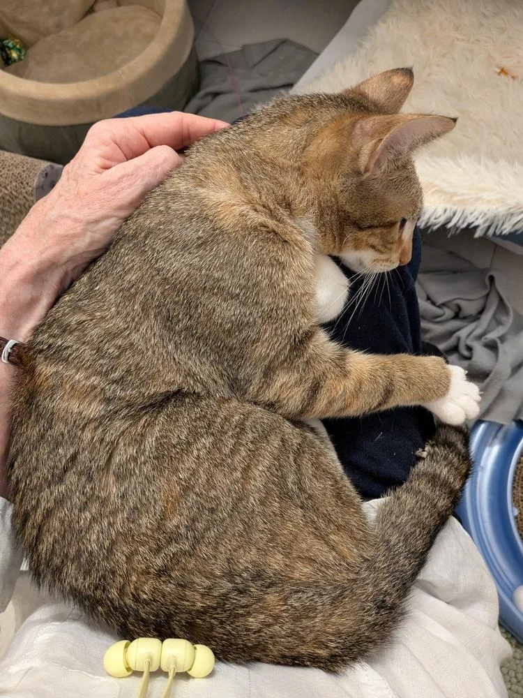 A young medium-sized female Brown / Chocolate Domestic Short Hair cat named Alma for adoption in Dallas, TX