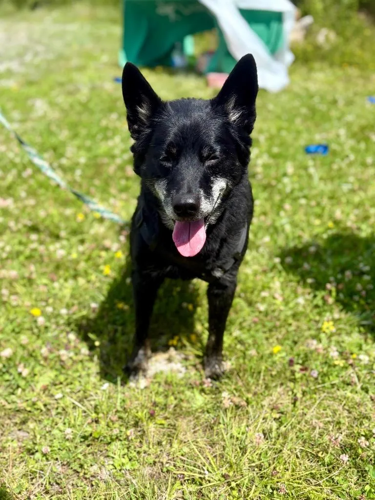 An adult medium-sized male Mixed Breed dog named Rooster for adoption in Parsons, WV