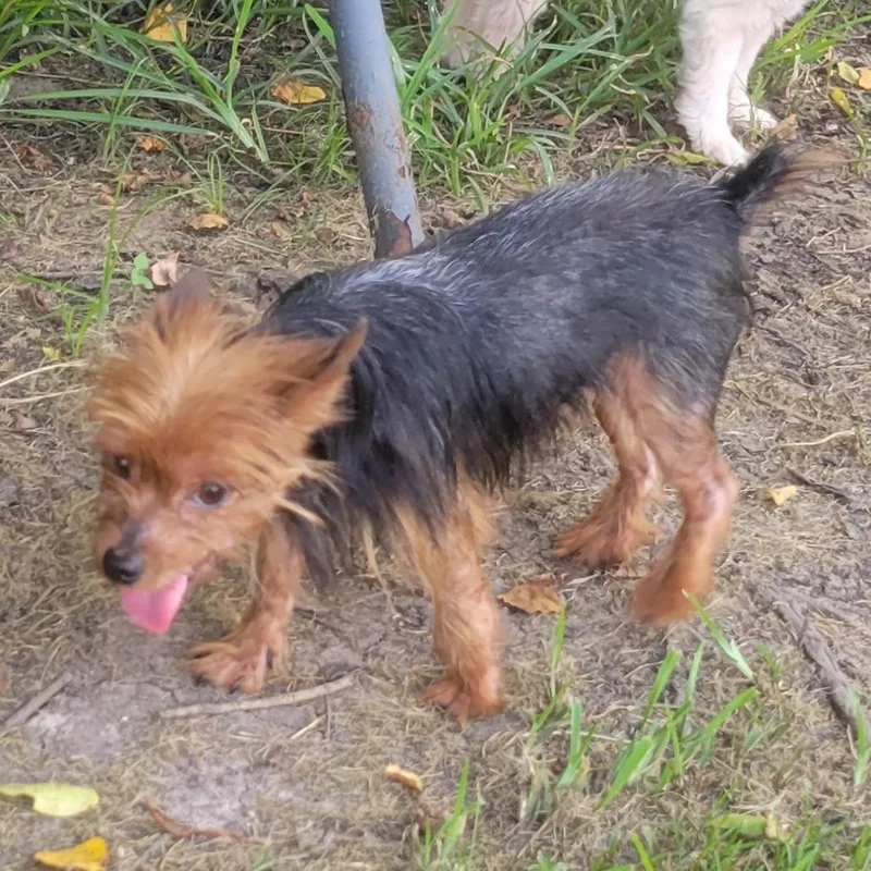 An adult small-sized male Black Yorkshire Terrier dog named Ajax for adoption in Santa Fe, TX