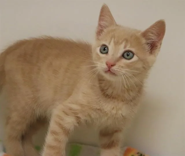 A baby small-sized male Domestic Short Hair cat named Moe for adoption in San Luis Obispo, CA