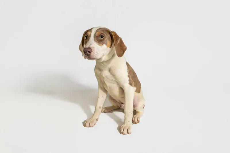 A young medium-sized male White / Cream Terrier dog named Clyde for adoption in Tyler, TX