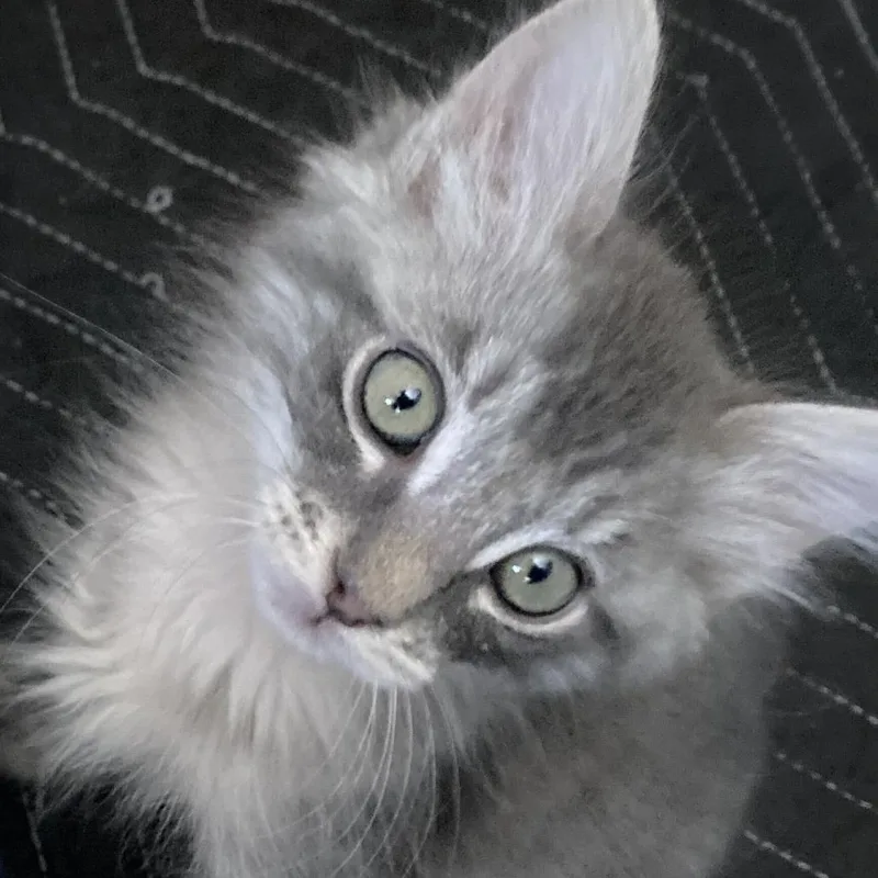 A baby small-sized male Gray / Blue / Silver Domestic Short Hair cat named Betty for adoption in Riverside, CA
