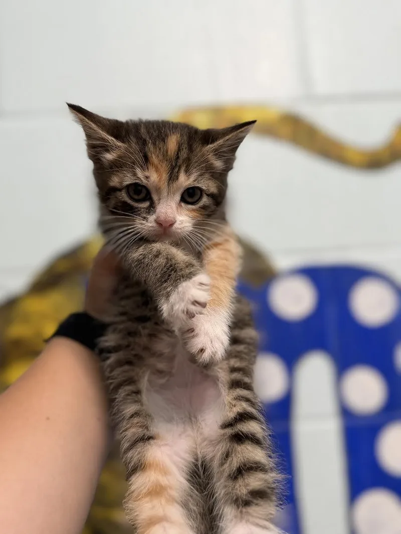 A young small-sized female Calico Domestic Short Hair cat named Willow for adoption in Oakdale, CA