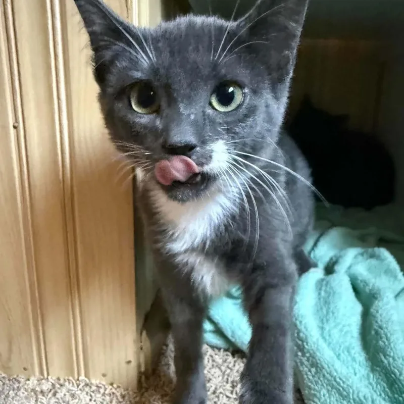 A baby small-sized female Gray / Blue / Silver Domestic Short Hair cat named Chevron Hoffman for adoption in Eagle Mountain, UT