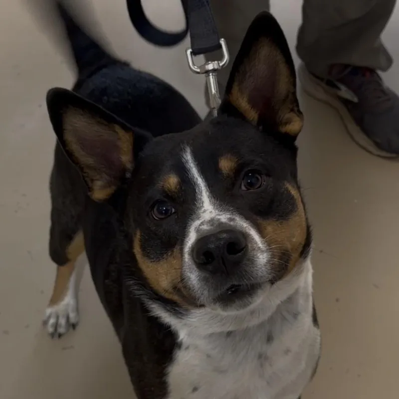 An adult medium-sized male Terrier dog named Todd for adoption in Wiggins, MS