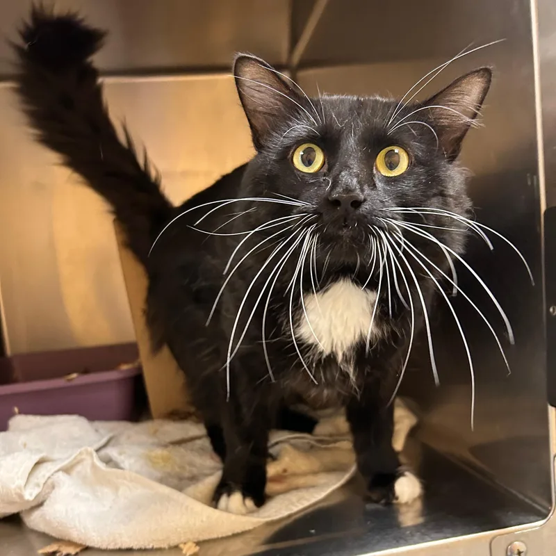A young medium-sized male Black Domestic Short Hair cat named QuiGon for adoption in Lindon, UT