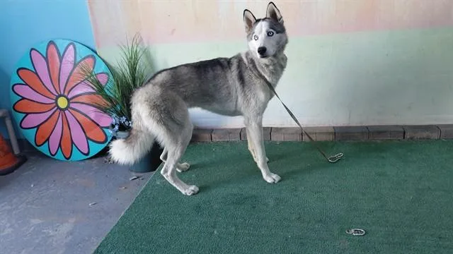 A young medium-sized male Siberian Husky dog named Drax for adoption in Baldwin Park, CA