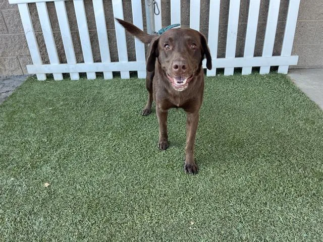 An adult large-sized male Labrador Retriever dog named A for adoption in Modesto, CA