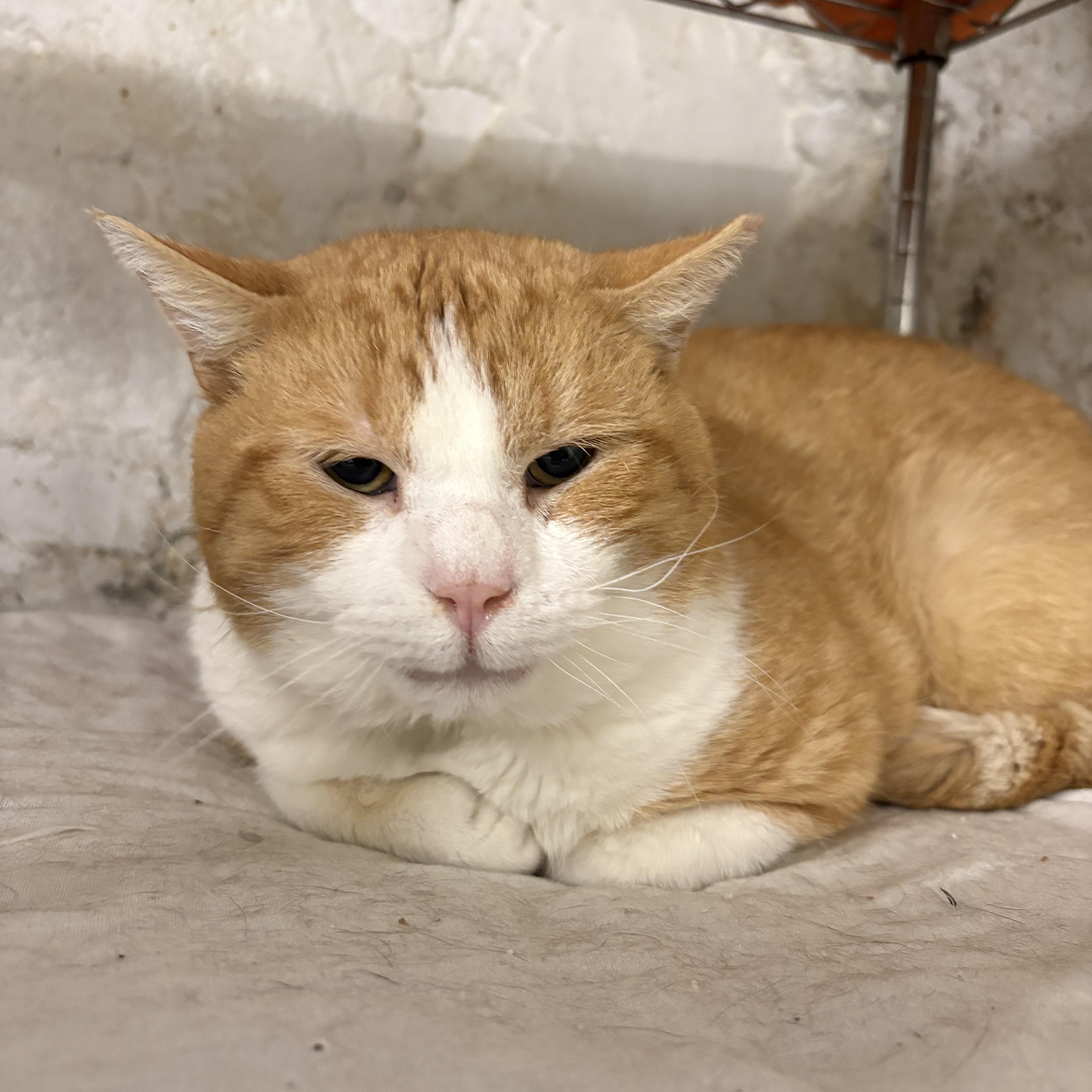 An adult large-sized male Orange & White Domestic Short Hair cat named Antonio Gentle Boya.c. for adoption in New York, NY