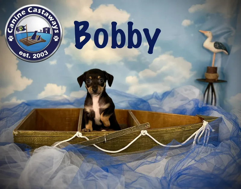 A baby small-sized male White / Cream Rat Terrier dog named Bobby for adoption in Arcadia, FL
