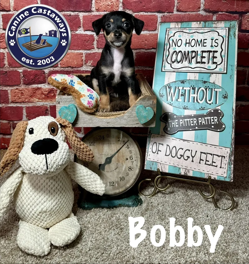 Bobby thumbnail 2