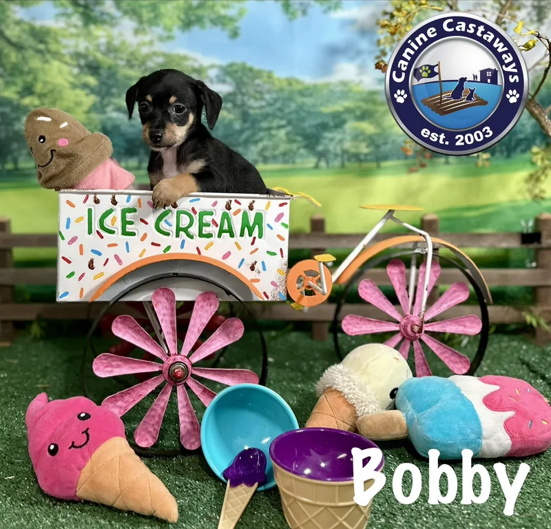 Bobby thumbnail 3