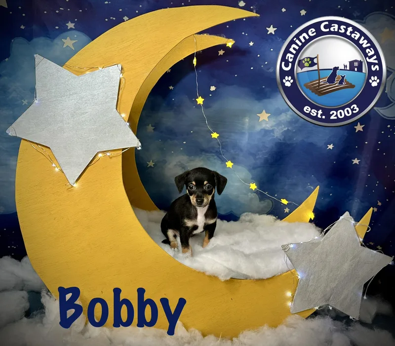 Bobby thumbnail 4