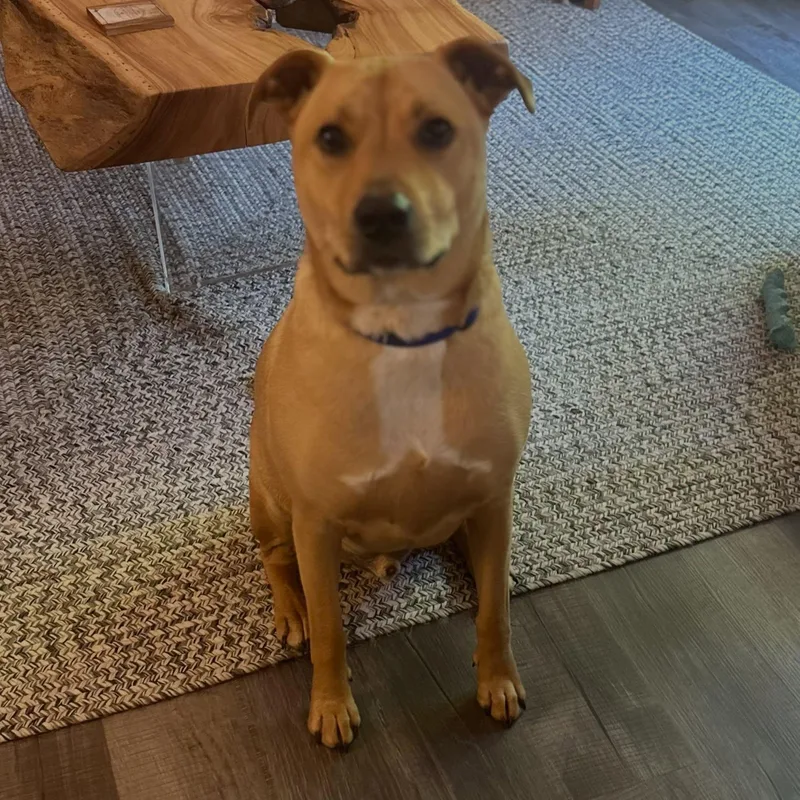 An adult large-sized female Labrador Retriever dog named Pickle for adoption in Raleigh, NC
