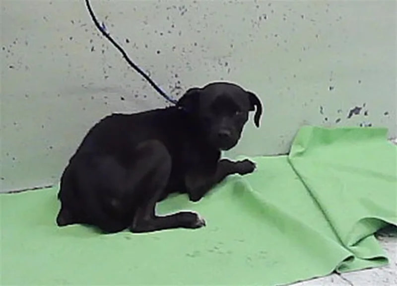 A young medium-sized male Staffordshire Bull Terrier dog named Pony Boo for adoption in Houston, TX