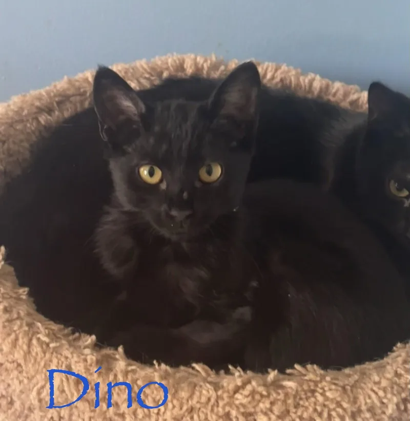 A baby medium-sized male Black Domestic Short Hair cat named Dino for adoption in Longwood, FL
