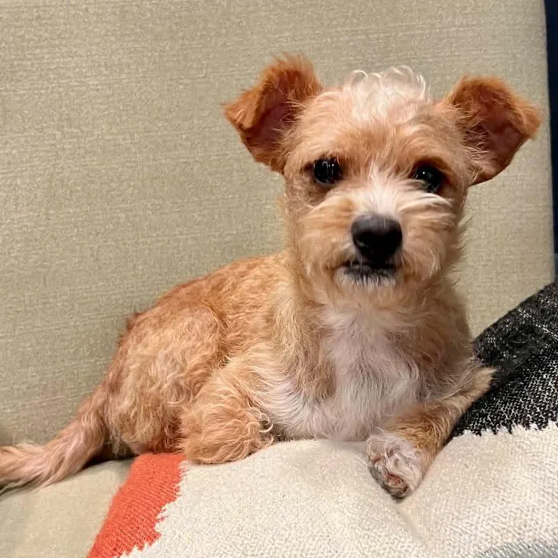 A young small-sized female Apricot / Beige Cairn Terrier dog named Butter for adoption in Mead, CO