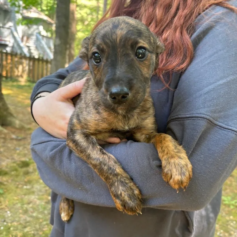 A baby medium-sized female Brindle Chihuahua dog named Honey for adoption in Colonial Heights, VA