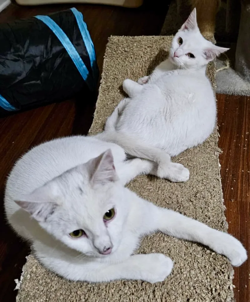 Snow White thumbnail 2