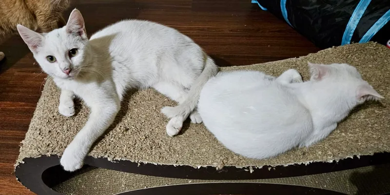 Snow White thumbnail 3