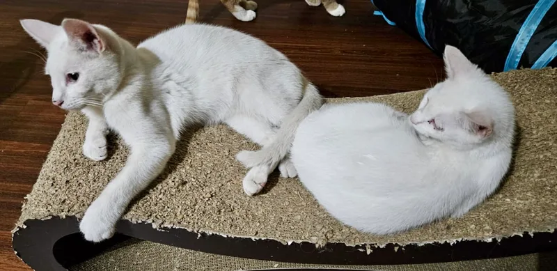 Snow White thumbnail 4