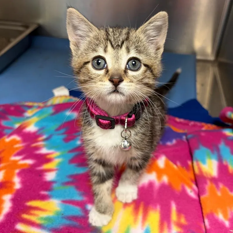 A baby small-sized female Brown / Chocolate Domestic Short Hair cat named Rousey for adoption in Columbus, GA
