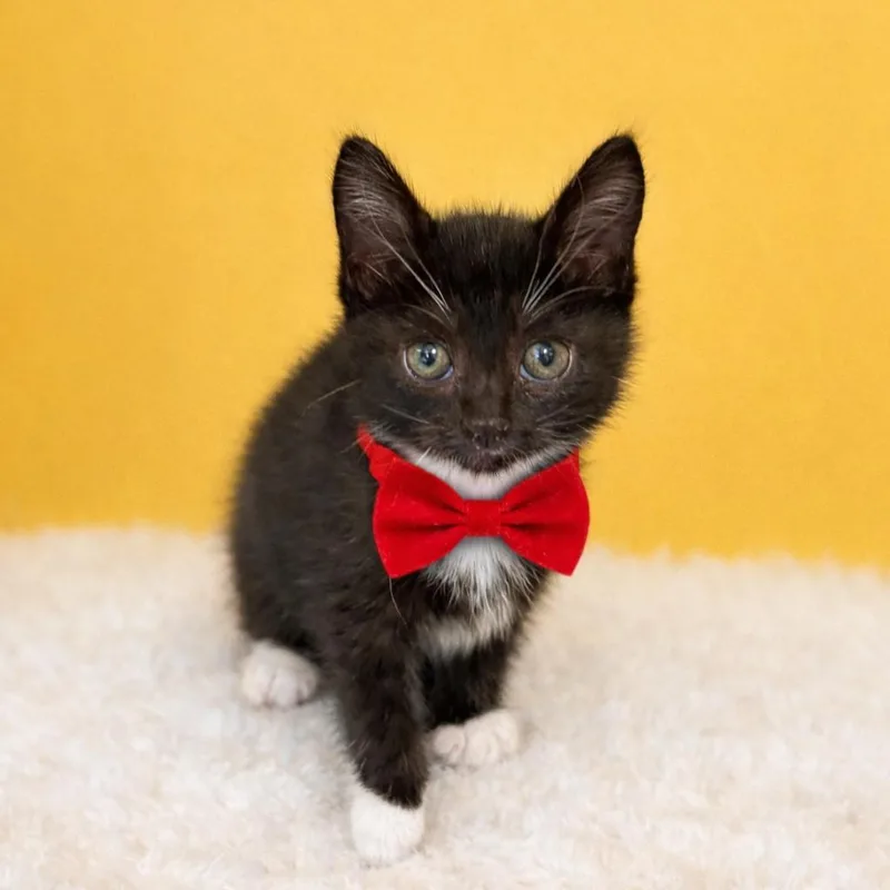 A baby small-sized female Black Domestic Short Hair cat named June for adoption in Binghamton, NY