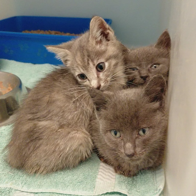 A baby small-sized male Gray / Blue / Silver Domestic Short Hair cat named Han for adoption in Charlottesville, VA