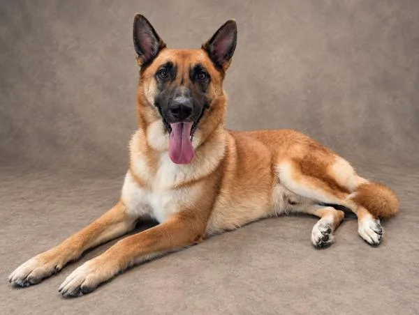 An adult large-sized male German Shepherd Dog named Boogi for adoption in Austin, TX