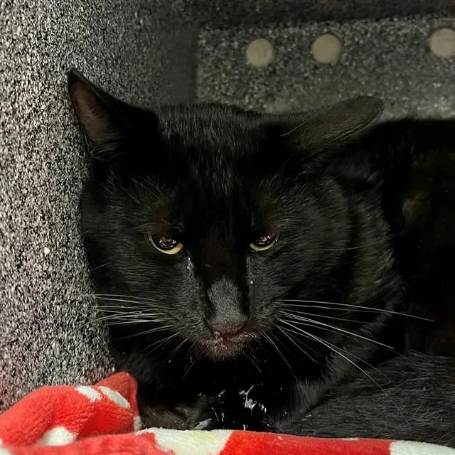 An adult medium-sized male Domestic Short Hair cat named Toji for adoption in Naples, FL